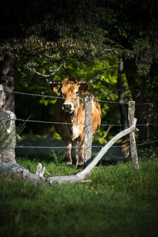 Logis Chez Camillou Aumont-Aubrac